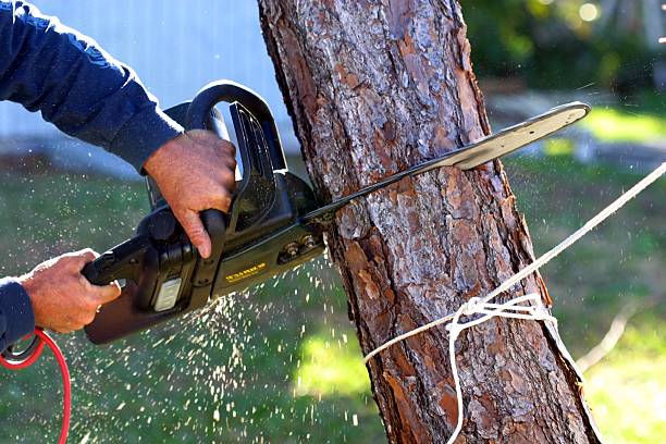 How Our Tree Care Process Works  in  Wilsonville, OR